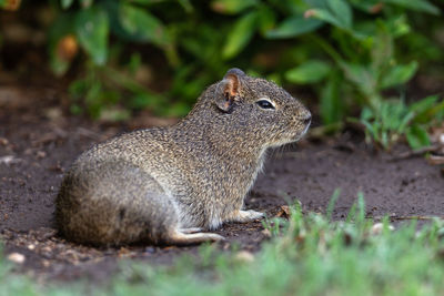 Close-up of squirrel on rock