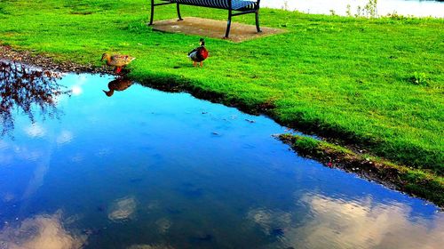 People walking on grassy field by lake