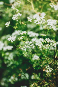 Close-up of flowering plants on field