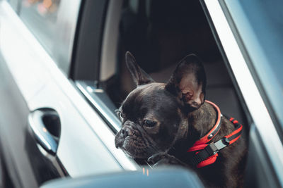 Black dog looking through window in car