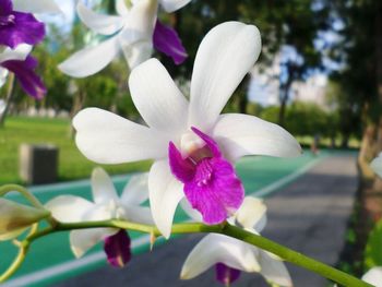 Close-up of flowers blooming outdoors