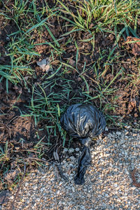 High angle view of snake on field