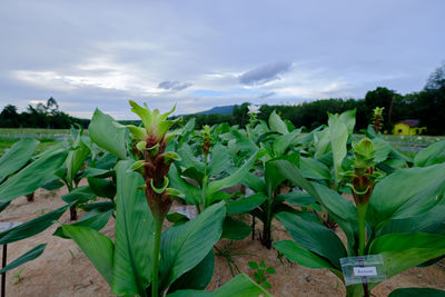 Plants growing on field against sky