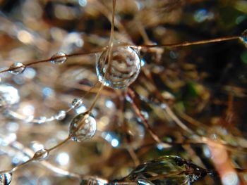 Close-up of water drop on leaf