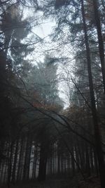 Bare trees in forest