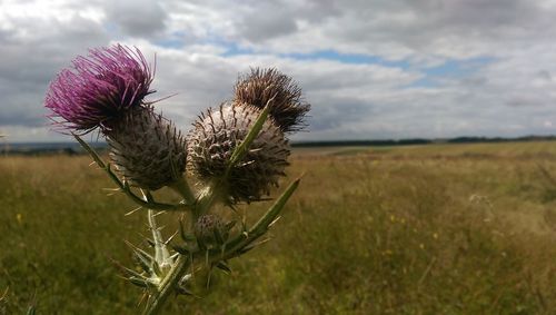 Close-up of plants growing on field