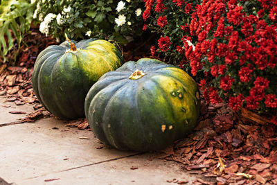 Close-up of pumpkins in garden