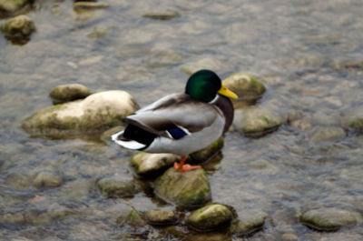 Close-up of ducks swimming on lake
