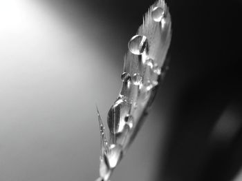 Close-up of insect on web