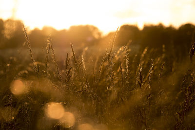 Close-up of wheat growing on field against sky at sunset