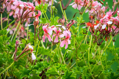 Close-up of flowers blooming outdoors