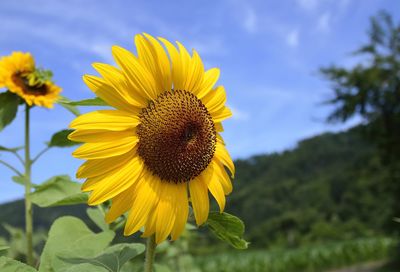 Close-up of sunflower