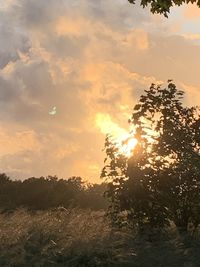 Silhouette trees on field against sky at sunset