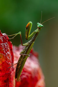 Close-up of insect on plant