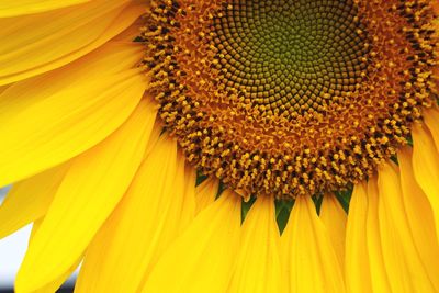 Close-up of sunflower