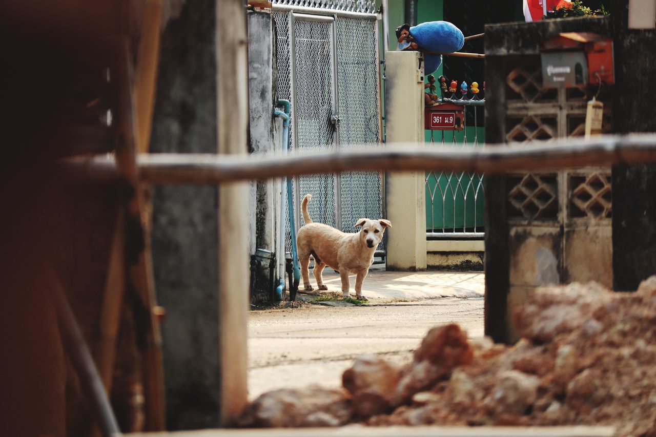 VIEW OF A DOG LOOKING THROUGH METAL