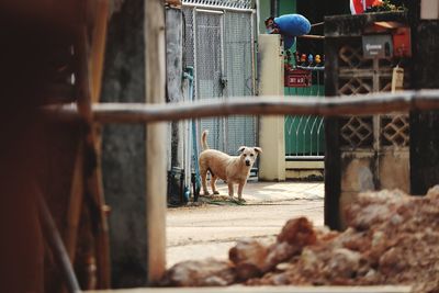 Dog standing on metal fence