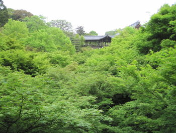 View of lush foliage