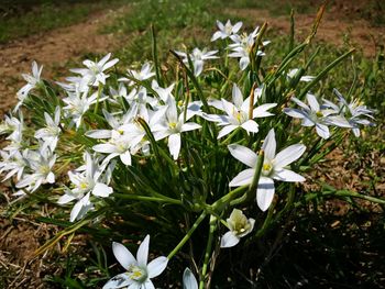 Close-up of white flowers