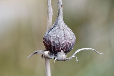 Close-up of fruit on plant