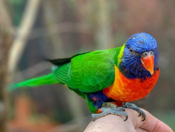 Close-up of a hand holding a bird