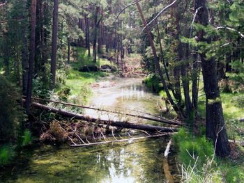 Stream flowing amidst trees in forest