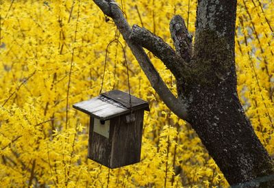 Yellow flowers on tree trunk during autumn