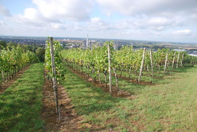 Vineyard grapevine