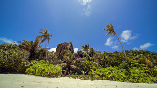 Trees and plants growing on land against sky