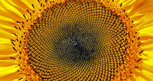 Close-up of sunflower