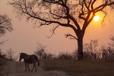 Zebra walking on field against bare trees during sunset