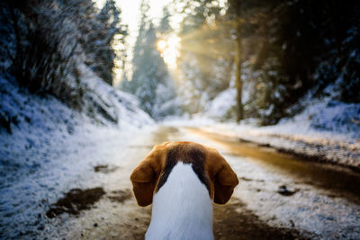 Rear view of dog on snow covered land