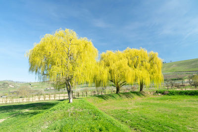 Yellow plants on field against sky