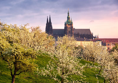 High angle view of cherry blossom tree in city