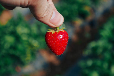 Cropped image of hand holding strawberry