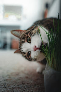 Close-up portrait of cat