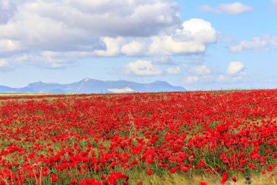Red poppies on field against sky