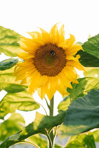 Close-up of yellow flower