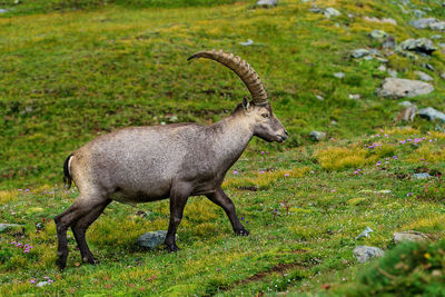 Side view of ibex standing on field