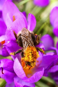 Close-up of bee on purple flower