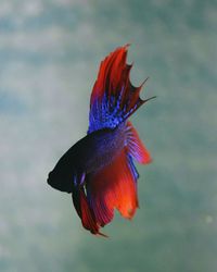 Close-up of siamese fighting fish