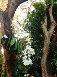 Low angle view of white flower tree
