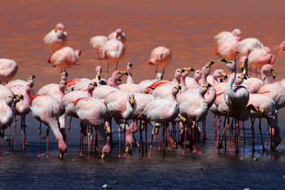 Flock of birds in lake