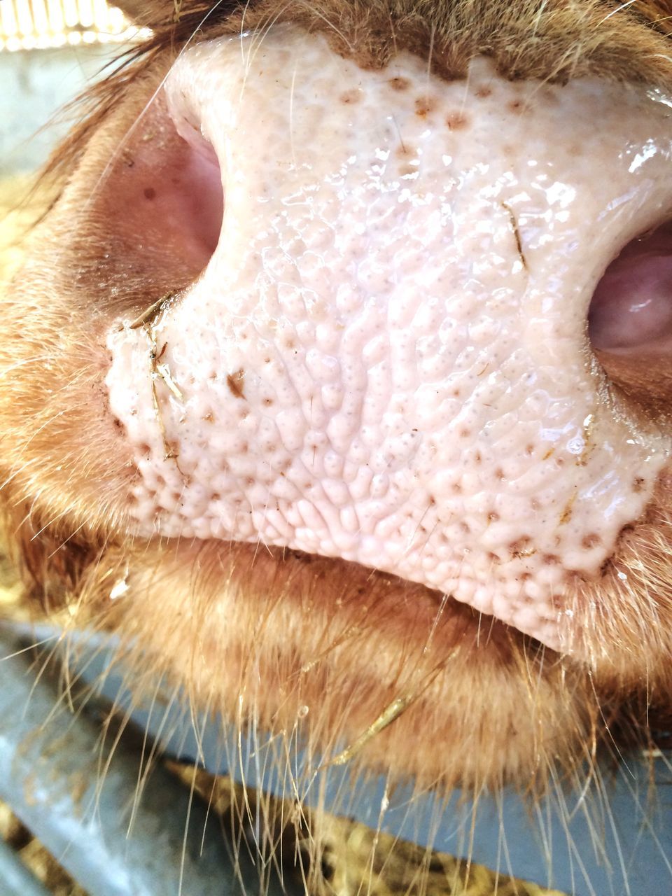 animal themes, close-up, one animal, animal body part, part of, animal head, wildlife, animals in the wild, mammal, cropped, animal eye, indoors, extreme close up, selective focus, focus on foreground, food and drink, day, animal hair, domestic animals, detail