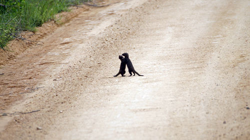 High angle view of two mongoose on road