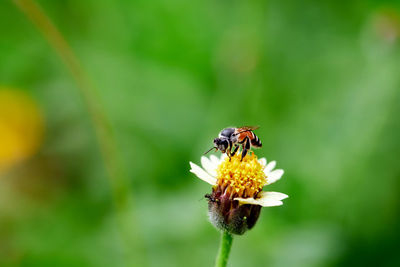 Working bee on yellow flower in the garden