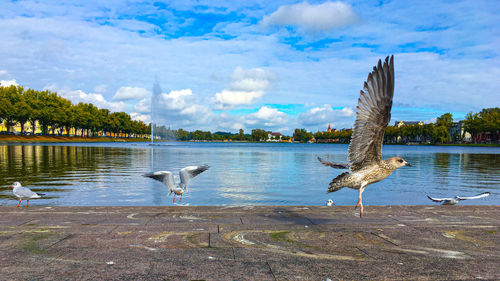 Seagulls flying over lake