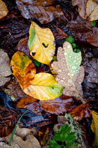 High angle view of maple leaves on wet land