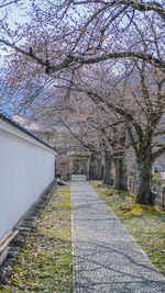 View of cherry blossom from tree