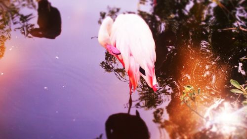 Flamingo by trees with its reflection seen in water